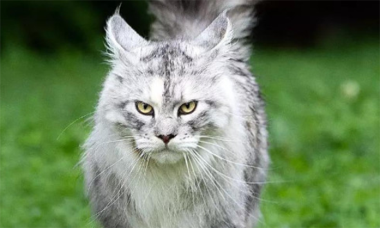 缅因猫智商相当于几岁