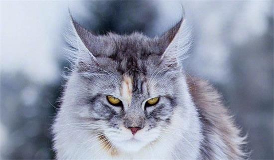 缅因猫能长多大？在这里，可以找到答案