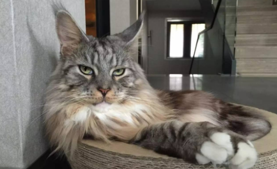 缅因猫什么颜色最贵