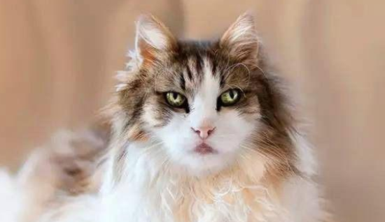 缅因猫有紫色眼睛的吗