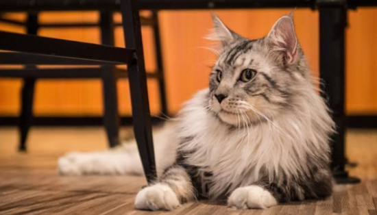 缅因猫性格温顺吗