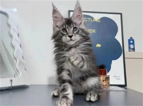 缅因猫图片及价格