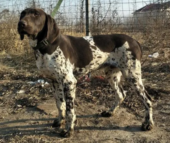标准波音达猎犬如何饲养啊