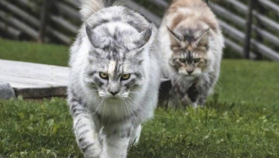 国内缅因猫为什么都偏小