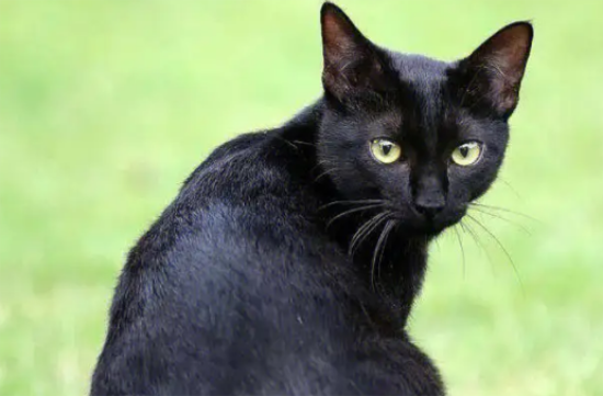 怎么训练孟买猫用猫砂？要坚持