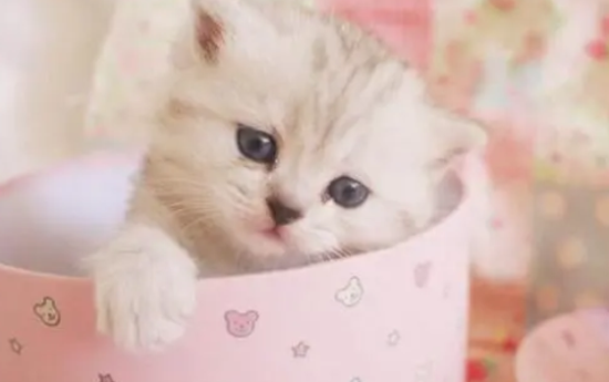 揭秘世界上最小的猫——茶杯猫
