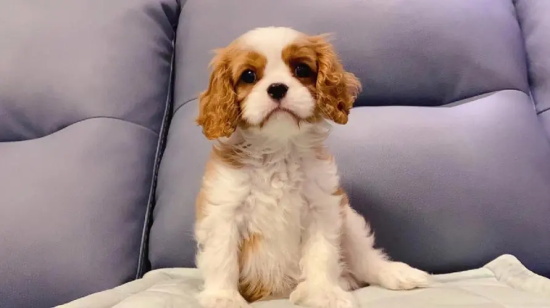 查理士王小猎犬的形态特征 受英国上流人士喜爱