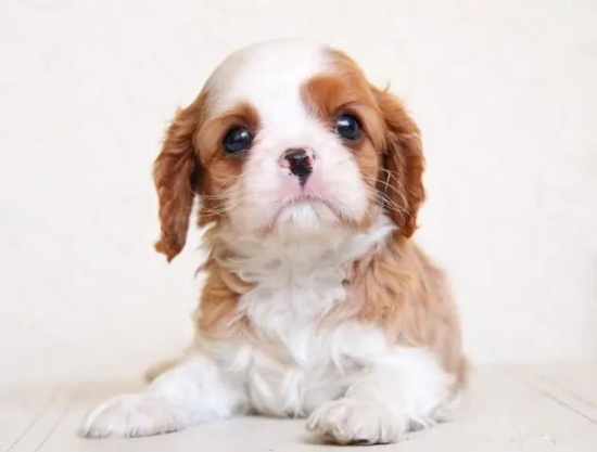 查理王小猎犬贵族修勾，爱不释手