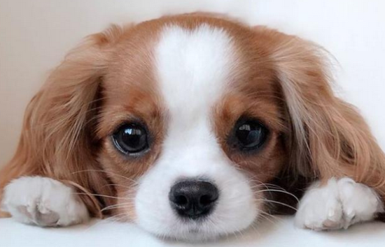 查理士王小猎犬的特点，孩子和老人的好伴侣
