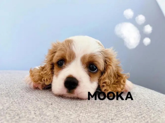查理士王小猎犬怎么选 被毛修剪是不允许的