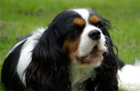 查理士王小猎犬多少钱？活跃有大无畏的精神