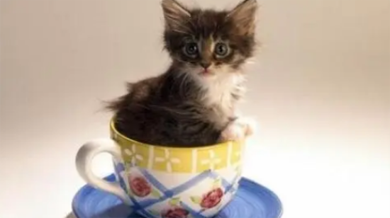 茶杯猫洗澡怎么训练？茶杯猫不爱洗澡解决方法