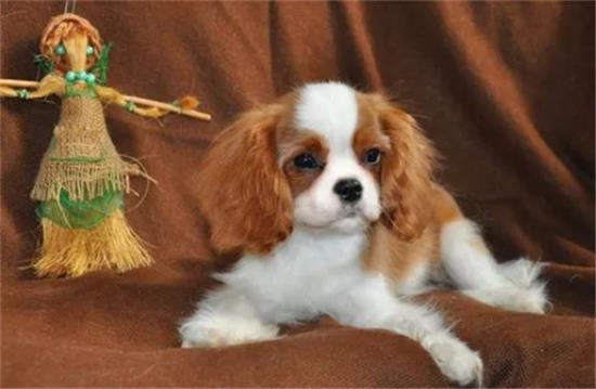 查理士王小猎犬哪里卖？一个快乐小天使