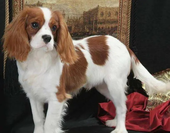 查理士王小猎犬好养吗？他们很依赖主人