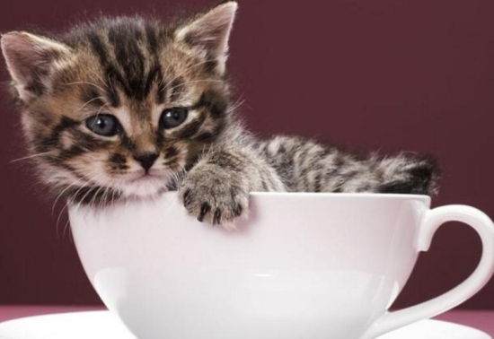 茶杯猫掉毛怎么办 茶杯猫掉毛解决办法