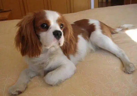 查理士王小猎犬的起源与饲养要点