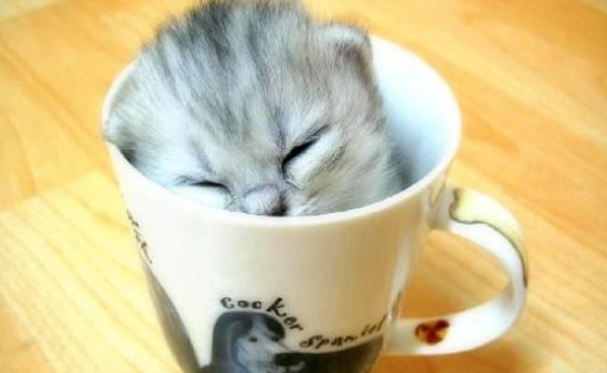 今日科普：茶杯猫能活多长时间？