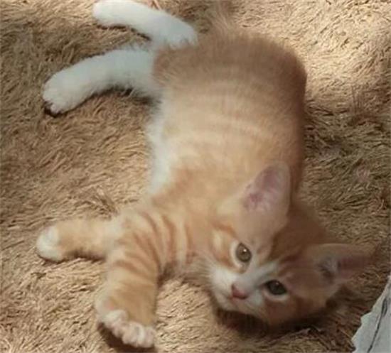 土猫怎么驱虫？土猫主人必读