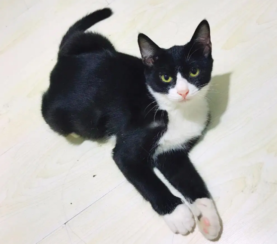 黑白猫是土猫吗？它的来源你知多少？