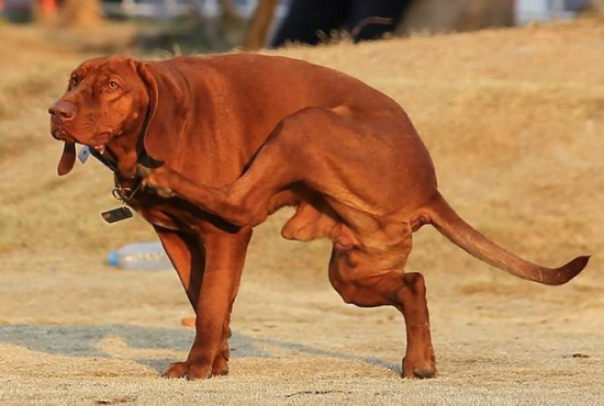 红骨猎浣熊犬缺乏维生素怎么办？