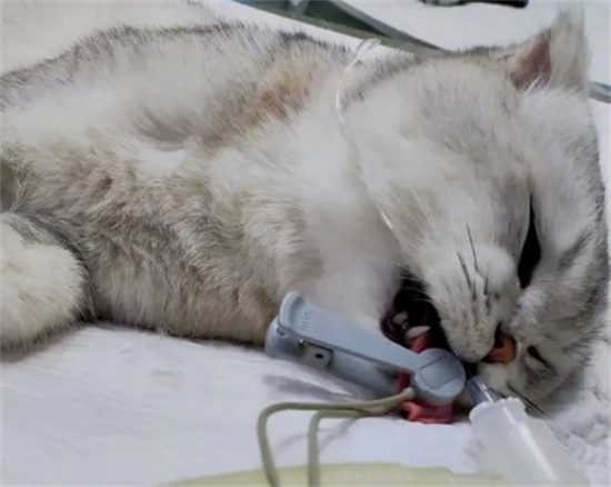 猫绝育后多久可以吃东西