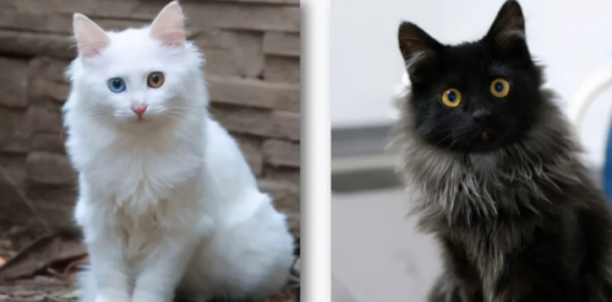 中华田园猫之颜值天花板——狮子猫