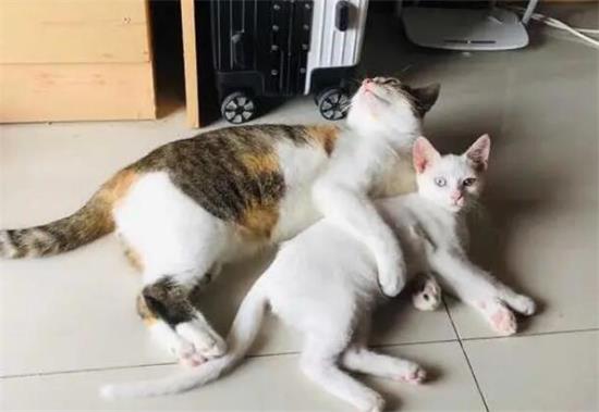 怎么辨别是不是土猫
