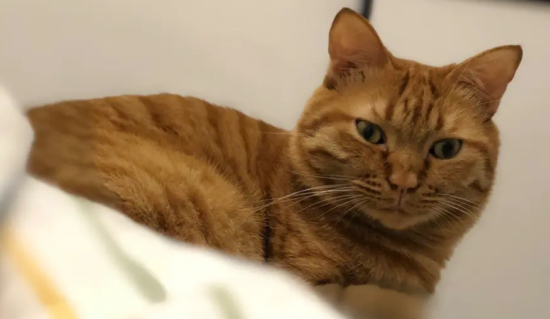 土猫怎么养？饮食很关键