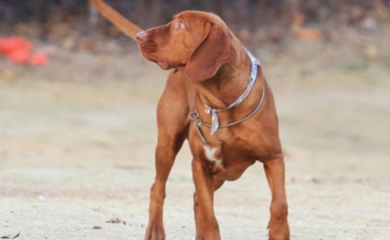 红骨猎浣熊犬怎么训练随行？随行训练这么做！