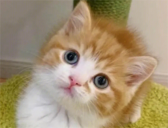 中华田园猫怎么变胖？猫友可以瞧瞧~