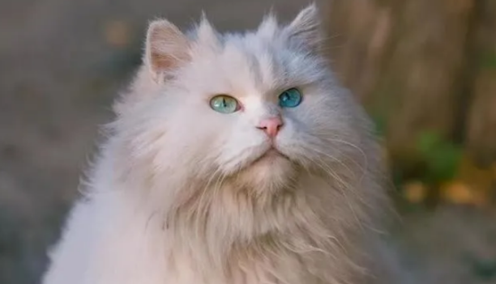 中华田园猫之颜值天花板——狮子猫