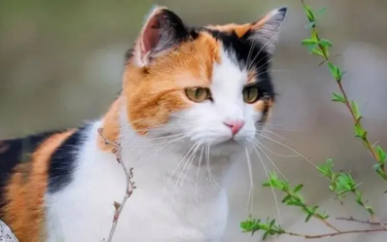田园猫可以当宠物猫养吗？能不能养？