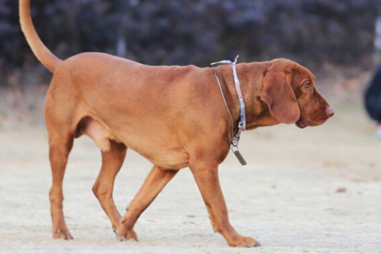 红骨猎浣熊犬机灵吗