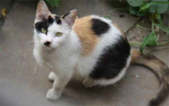 怎么辨别土猫和宠物猫