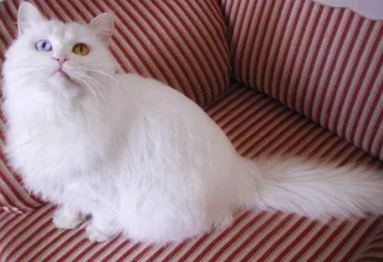 中华田园猫名片：五大款，高颜值好养活，不比洋猫差