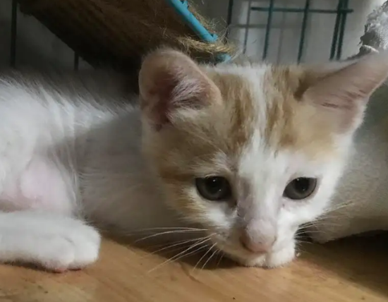 土猫绝育之前必须打疫苗么？速来了解一波
