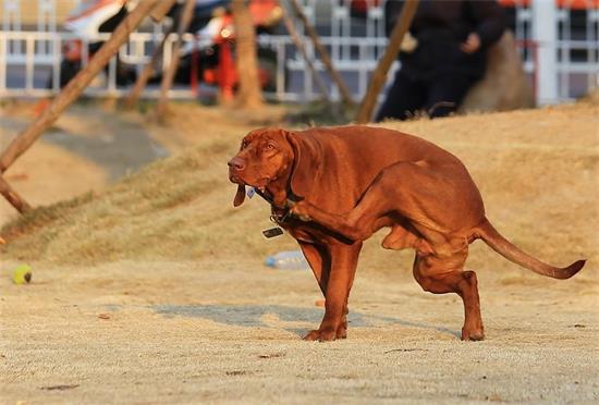 养红骨猎浣熊犬要注意什么