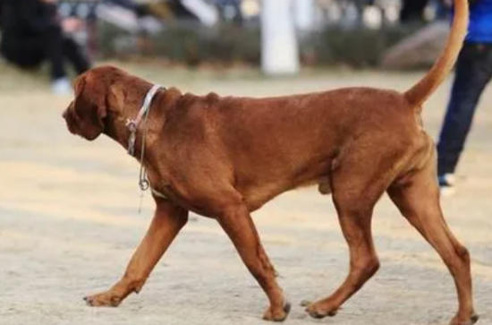 如何给红骨猎浣熊犬刷牙？刷牙的方法是？