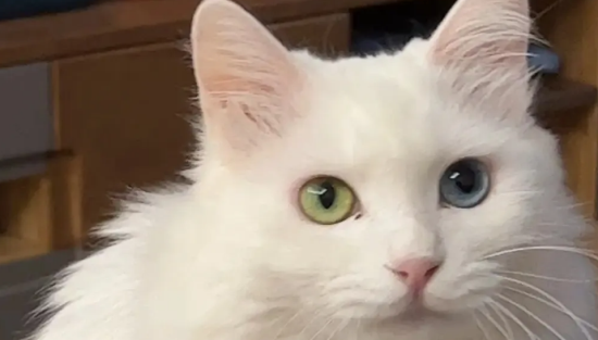 中华田园猫之颜值天花板——狮子猫