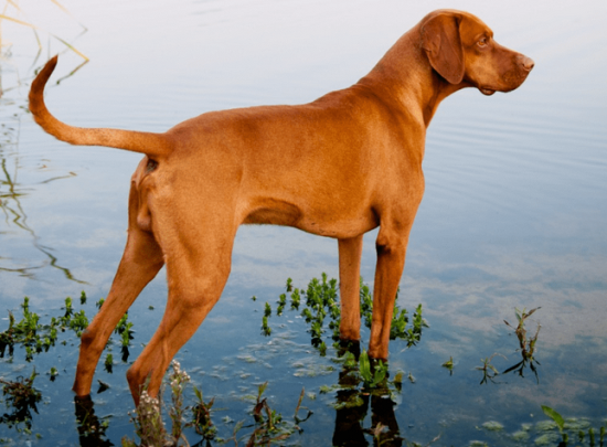 匈牙利维兹拉犬多少钱一只