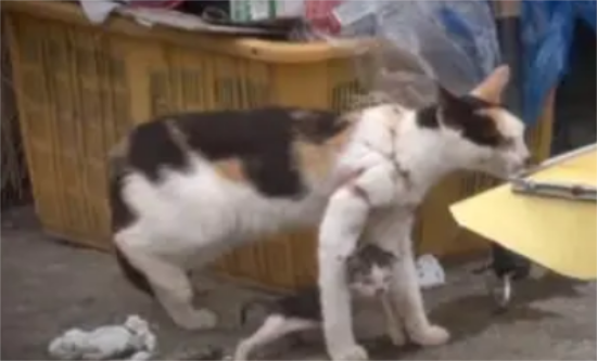 流浪猫被渔网缠了一年，却忍痛喂孩子，小奶猫被拖着的画面太揪心