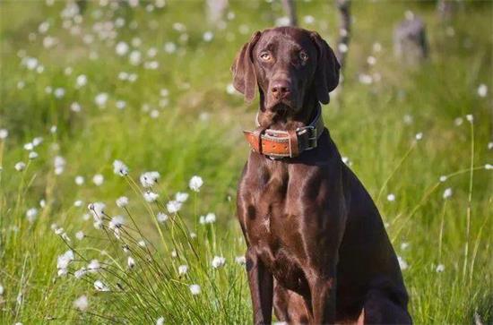 威玛猎犬和维兹拉犬的各自特点和区别
