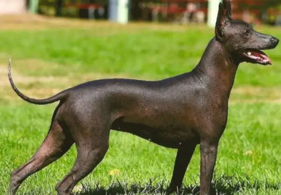 如何选购墨西哥无毛犬