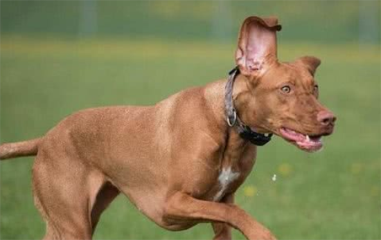 维兹拉犬训练技巧有哪些