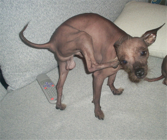 墨西哥无毛犬的体重是多少