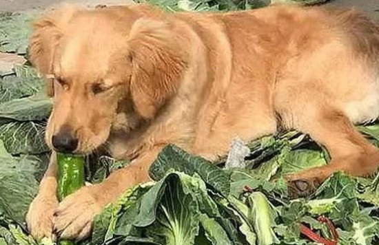 金毛走丢一个月，男主意外在菜市场找到它