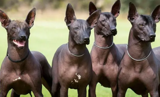墨西哥无毛犬幼犬怎样护理？注意保温