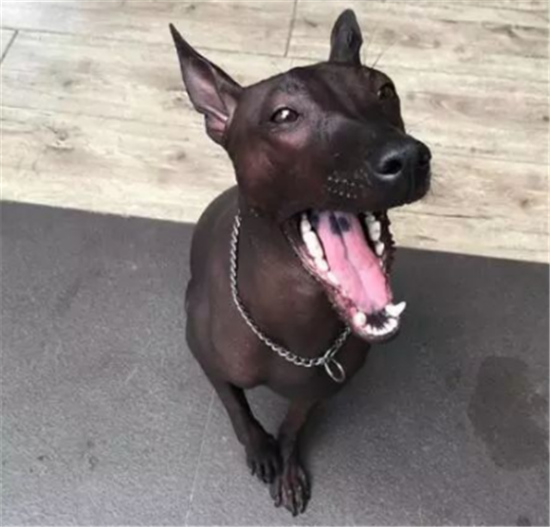 墨西哥无毛犬一般有多高