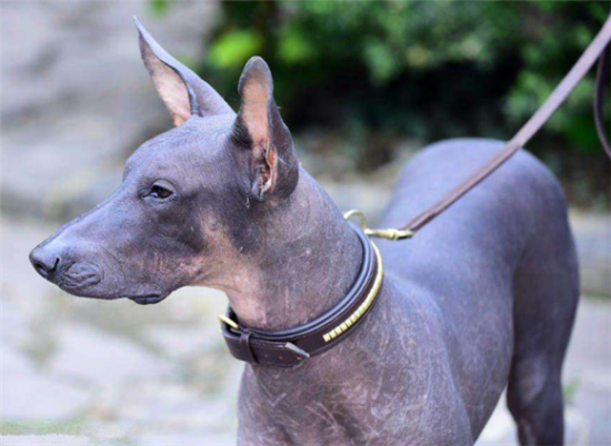 墨西哥无毛犬的外貌特征性格