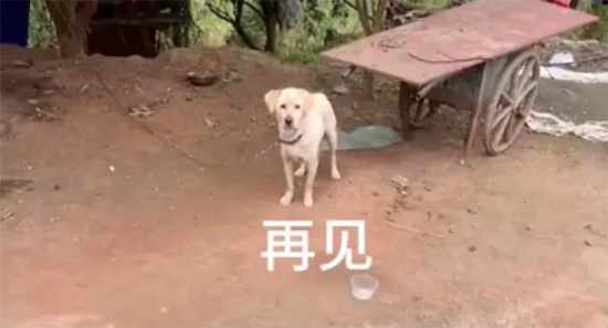 狗妈咬死了5只小狗，最后一只被好心人500元买下，不愿它再受苦